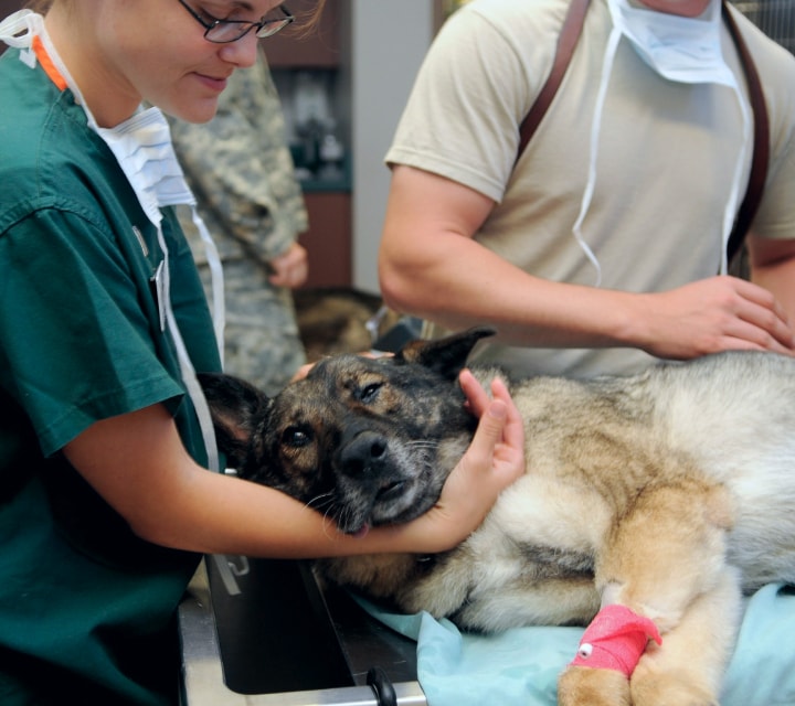 Dog with vets